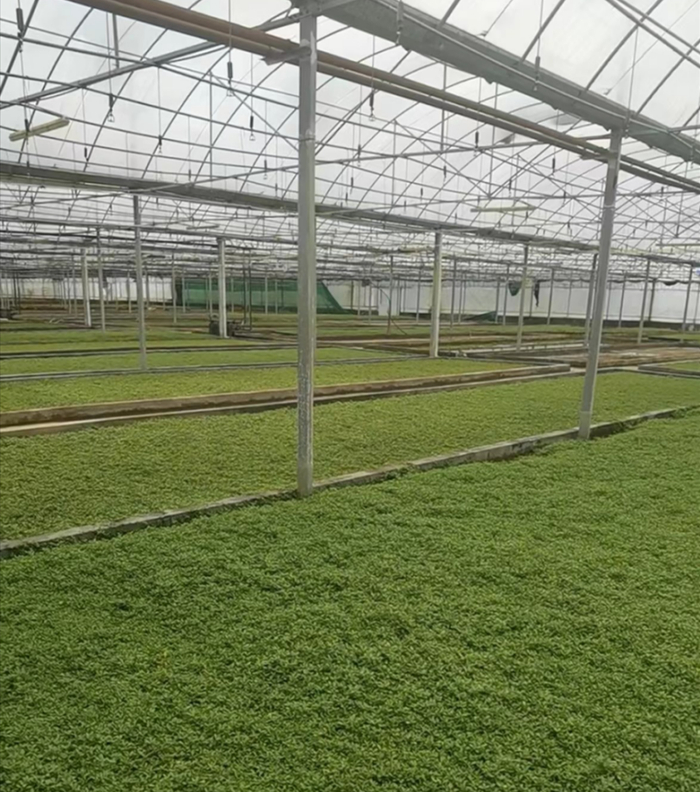 河南省莱恩坪安园林植保有限公司园晶草生产基地