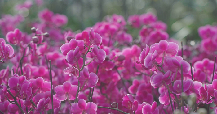 图：沙漠盒马村的智能温室大棚内，蝴蝶兰挺拔艳丽