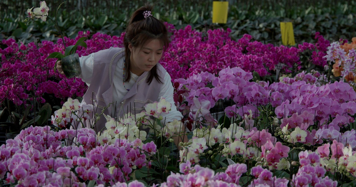 图：沙漠盒马村培育了100多种颜色组合、花姿的蝴蝶兰，宛如花海