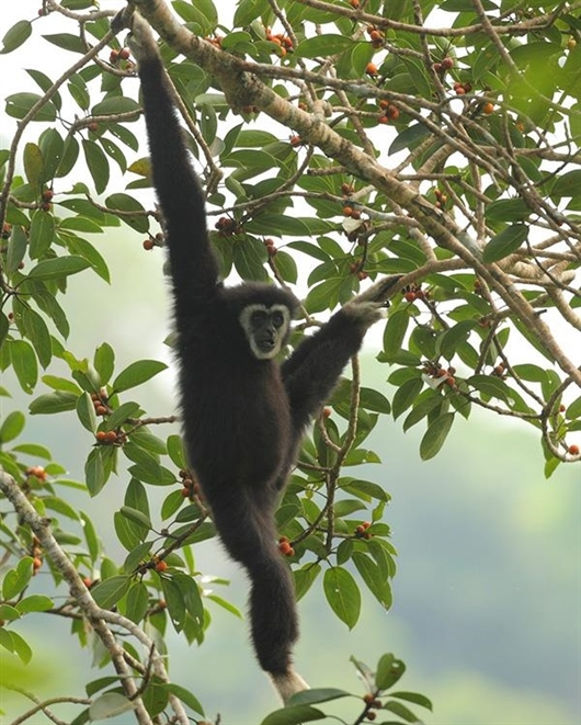 白掌长臂猿 赵超摄