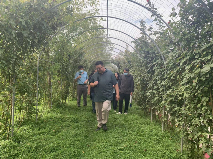 月季廊道里种植的园晶草