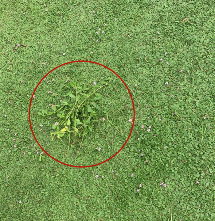 经过滚压处理的园晶草草坪与未处理过的园晶草（圈内）对比