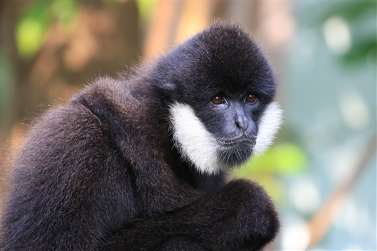 北白颊长臂猿雄性个体 马晓锋摄