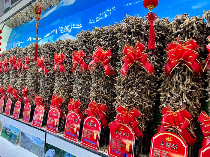在黑龙江省五大连池市富民种子集团有限公司销售展示大厅，一捆捆不同品种的大豆一字排开。新华社记者刘赫垚 摄