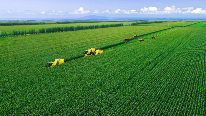 　　北纬四十七种植基地迎来丰收