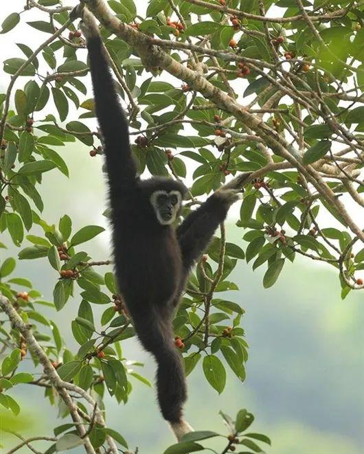 白掌长臂猿 赵超摄