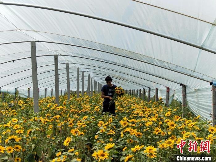 李建耀在大棚内查看向日葵。赵国华 摄