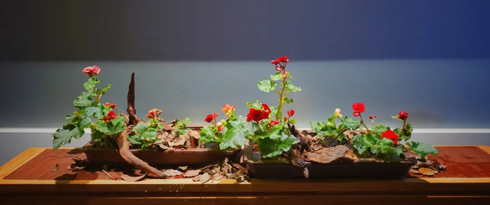 《秋海棠长卷》