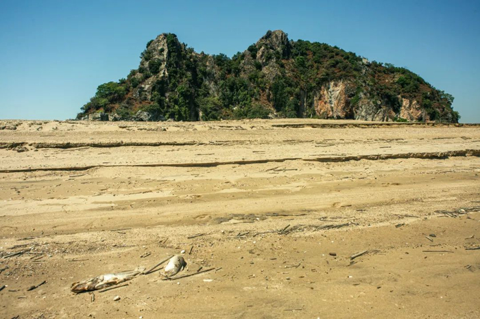 9月6日，搁浅后死在滩涂上的鱼。摄影：张小林