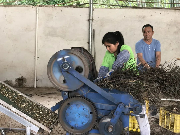 工人正在进行南药初加工