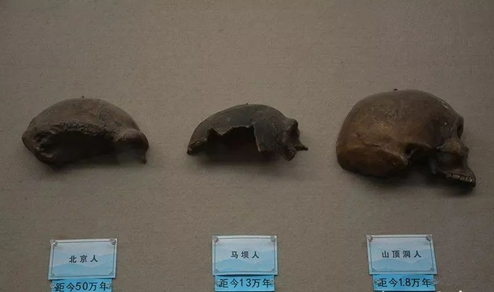 北京人、马坝人和山顶洞人头骨比较（来源：曲江博物馆）