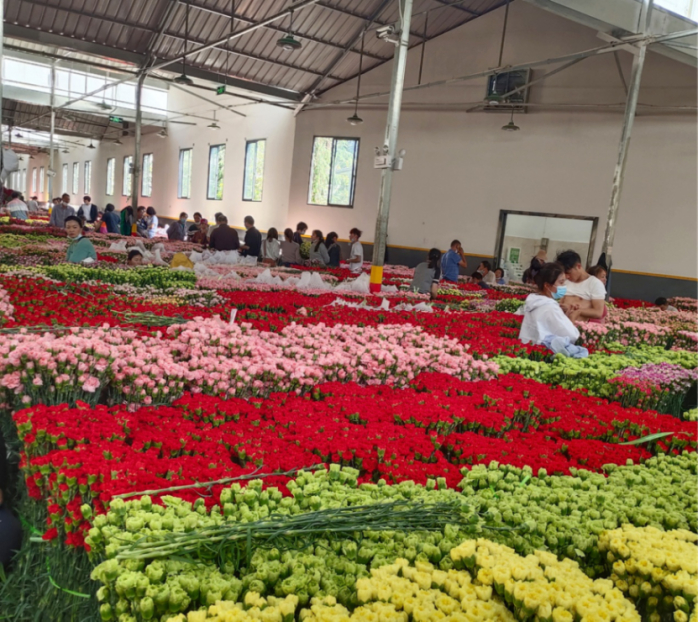 斗南花市销售的康乃馨花色娇艳