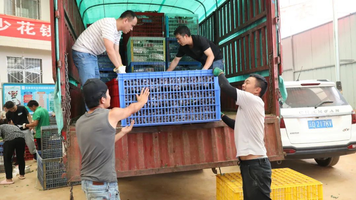 供货商在斗南花市卸货