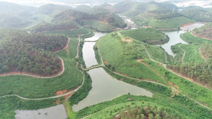 云城区云生农业南药标准化种植基地