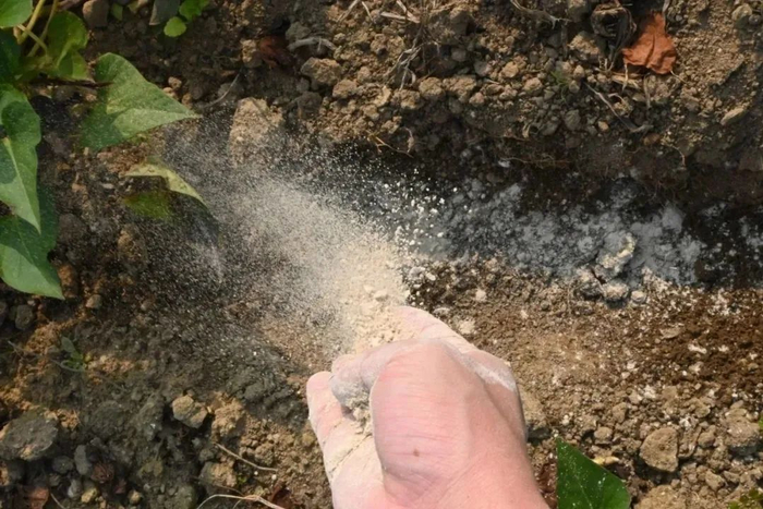 农户施用牡蛎钙改良土壤　福建省海洋与渔业局供图