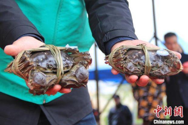 资料图：九龙口大闸蟹。　殷立勤 摄