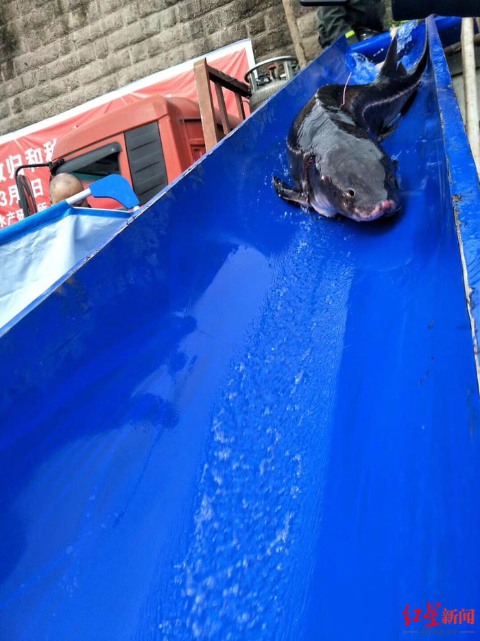 ↑长江鲟亲本放归长江 资料图片