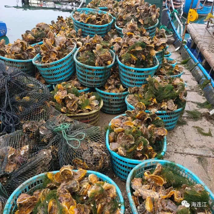 三倍体牡蛎上市　图源：海连江