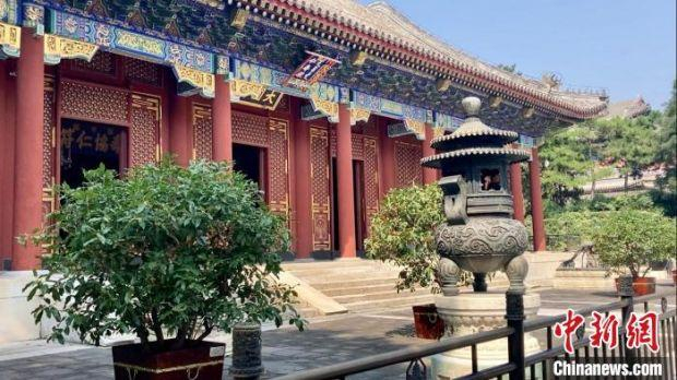 图为颐和园仁寿殿景区展出的桂花。　徐婧　摄