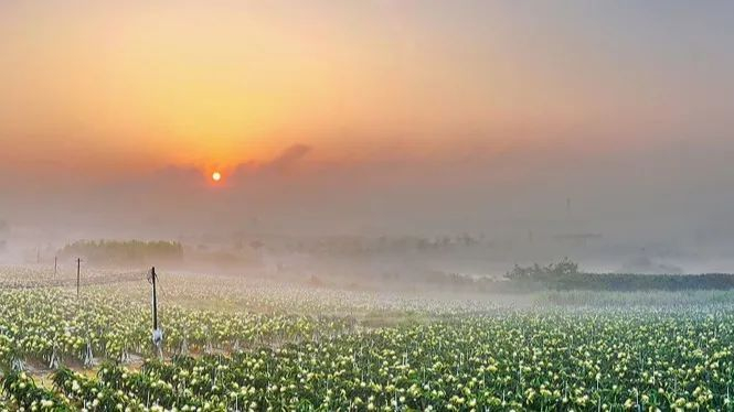 麻章日落。郭王生 摄