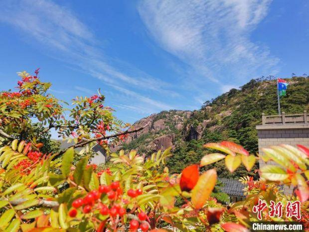 黄山秋叶缤纷　汪兴国　摄