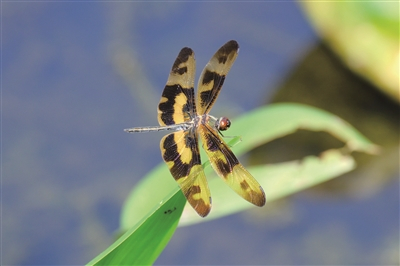     斑丽翅蜻