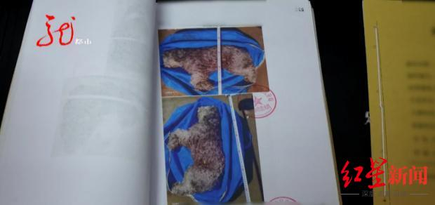 ↑被毒死的宠物犬 图据黑龙江广播电视台