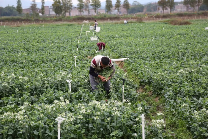图 | 怀集蔬菜种植 怀集发布