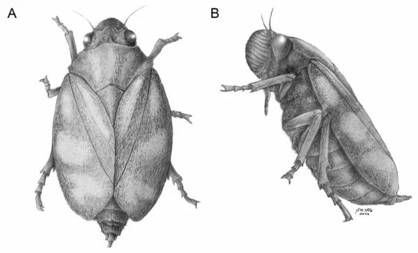 图3.西藏古胸沫蝉（Nangamostethos tibetense）复原图（吴飞翔绘）