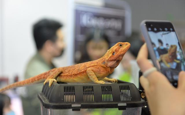 ▲蜥蜴在异宠市场中颇受欢迎。图/IC photo