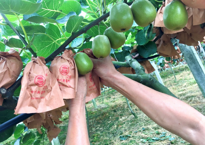 △四川蒲江位于北纬30°，猕猴桃品种以红心和黄心为主，个大果甜。张悦/摄
