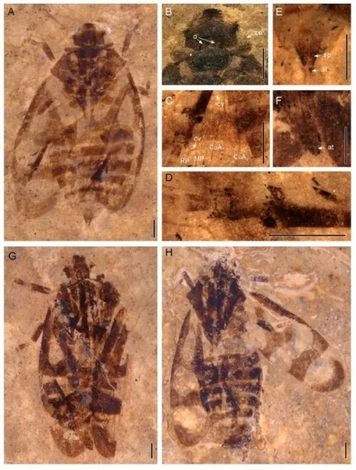 图1.发现于西藏尼玛盆地的沫蝉科新化石——西藏古胸沫蝉（Nangamostethos tibetense）