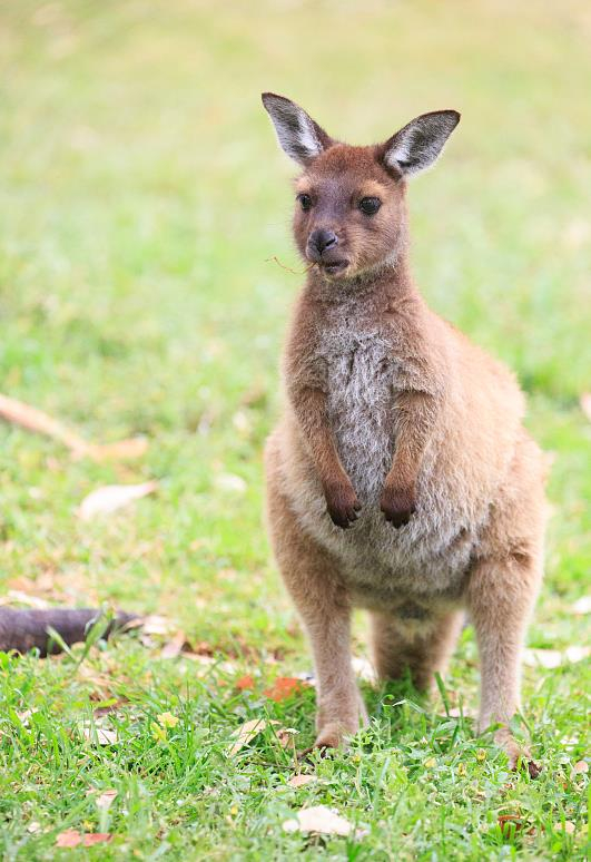 澳大利亚袋鼠（资料图）