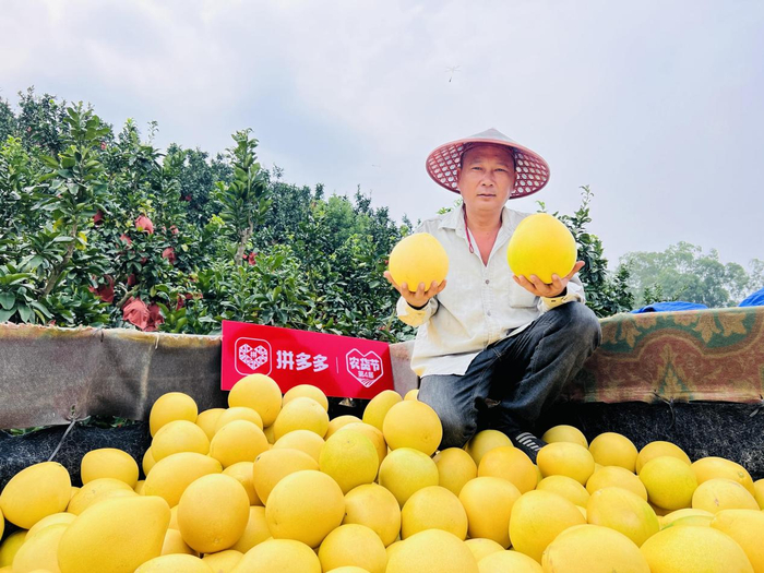 平和琯溪蜜柚登陆拼多多第四届农货节专区，受到消费者青睐。  摄影 老孔