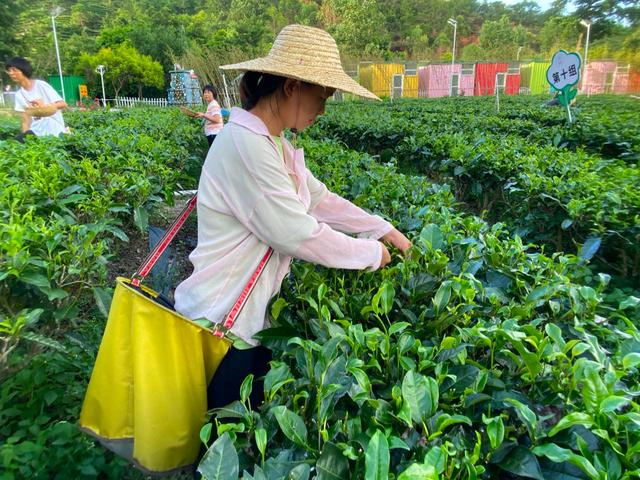 雨后，彩叶在采茶。新京报记者 王霜霜 摄
