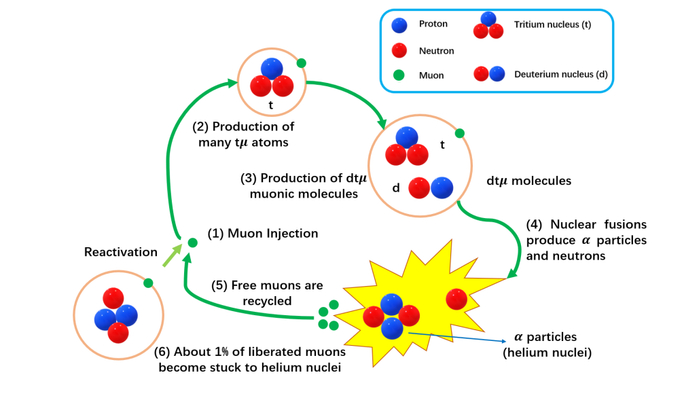 图 缪子催化核聚变循环图。图| 寇维