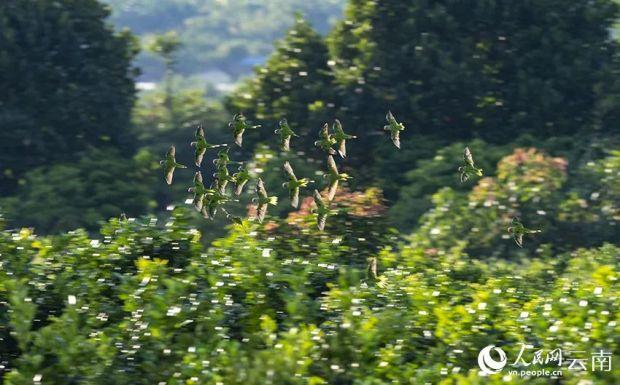 22只花头鹦鹉同框。孙冬军摄