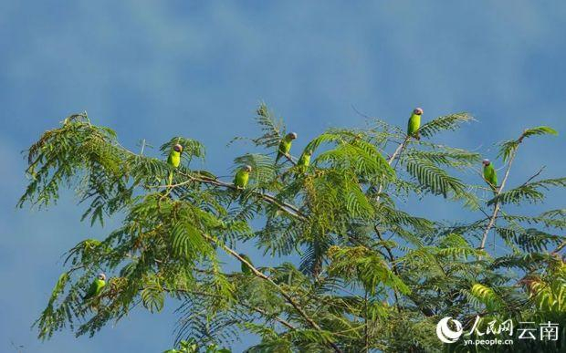 一群停在枝头的花头鹦鹉。贾雷摄