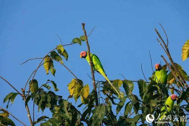 3只花头鹦鹉雄鸟。贾雷摄