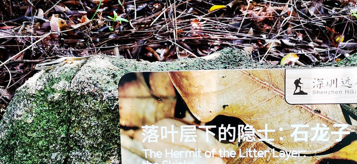 ▲“现身说法”的石龙子（左上）。 李晶川 摄