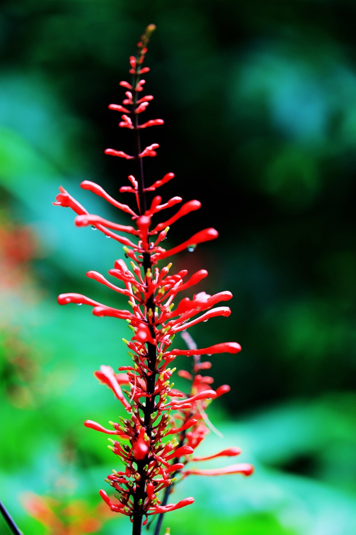 ▲鸡冠爵床。 李晶川 摄