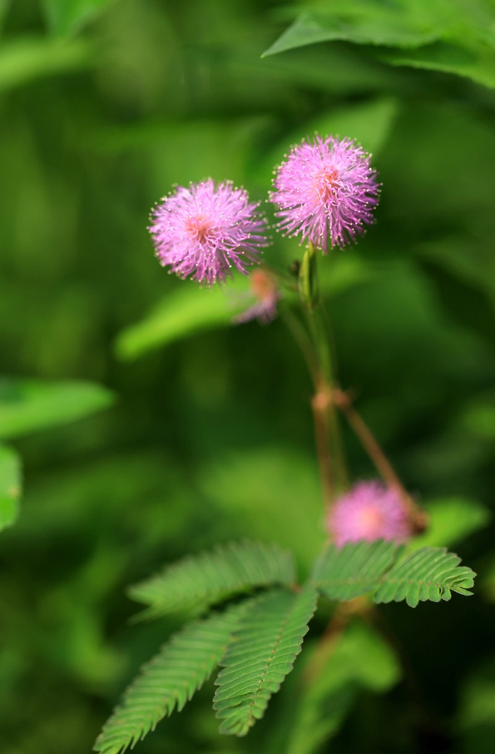 ▲含羞草。 李晶川 摄
