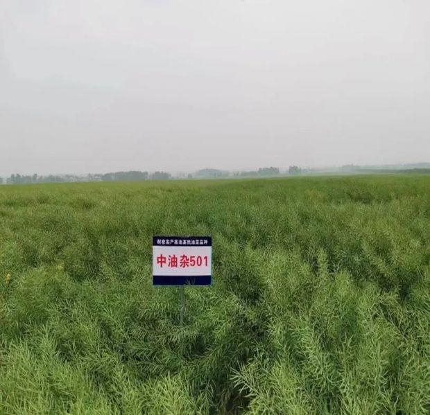 △2022年襄阳生产示范区，“中油杂501”，亩产：419.95公斤，含油量：50.38%