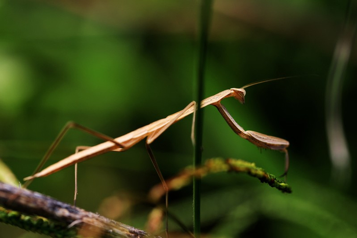 ▲中华刀螂。 李晶川 摄