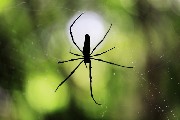 ▲斑络新妇。 李晶川 摄