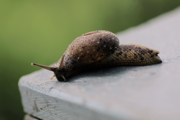 ▲半蛞蝓。 李晶川 摄