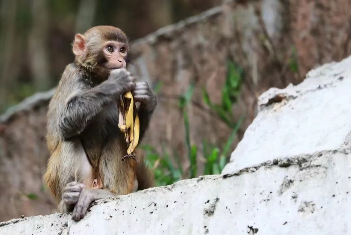 ▲塘朗山上的猕猴。 罗明 摄