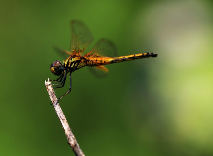 ▲晓褐蜻。 李晶川 摄