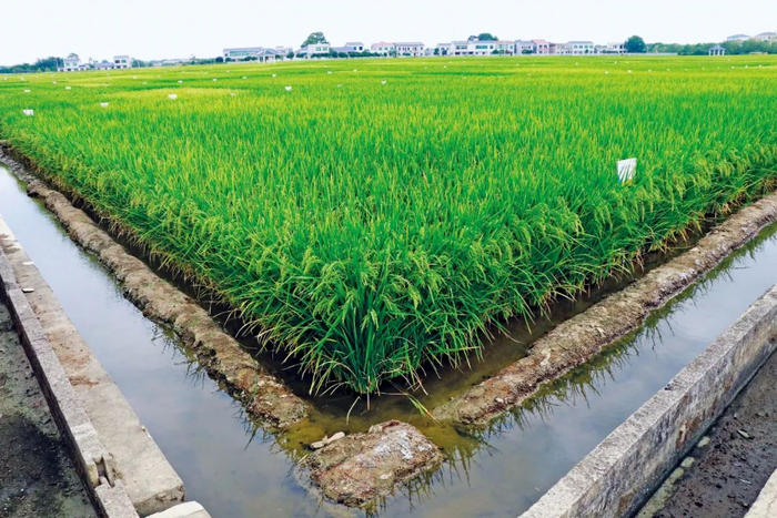 湖南长沙宁乡隆平高科种业科学院关山研发基地一隅。摄影/本刊记者 牛荷