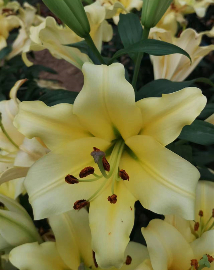 花卉所培育的百合新品种‘金龙’